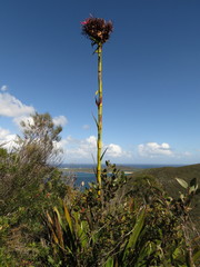 Doryanthes excelsa