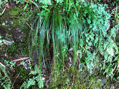 Trichophorum subcapitatum