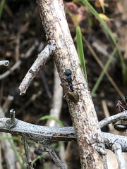 Dolichoderus doriae