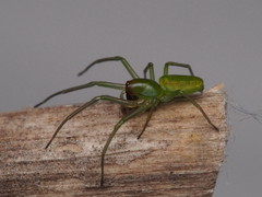 Viridictyna kikkawai