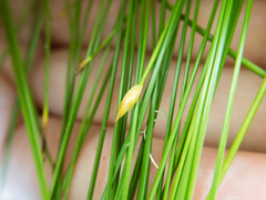 Trichophorum subcapitatum