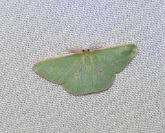 Chlorocoma cadmaria