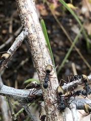 Dolichoderus doriae