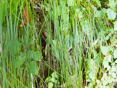 Trichophorum subcapitatum