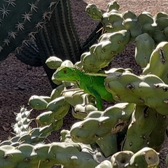 Iguana iguana