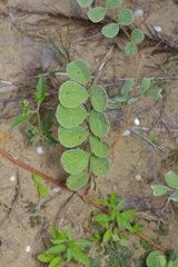 Tephrosia lindheimeri