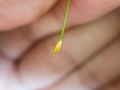 Trichophorum subcapitatum