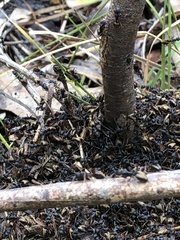 Dolichoderus doriae