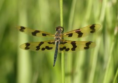 Rhyothemis graphiptera