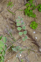 Tephrosia lindheimeri