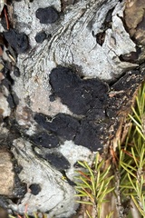 Biscogniauxia marginata