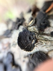 Biscogniauxia marginata