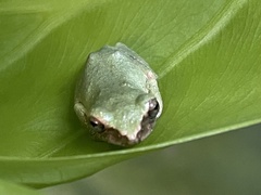 Kurixalus eiffingeri