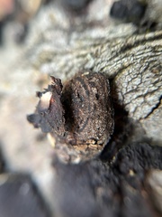 Biscogniauxia marginata