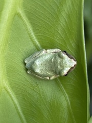 Kurixalus eiffingeri