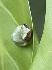 Kurixalus eiffingeri