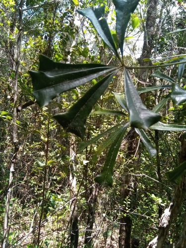 Schefflera vantsilana