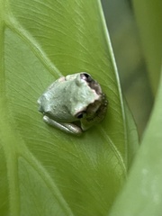 Kurixalus eiffingeri
