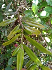 Agarista buxifolia