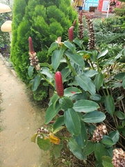 Costus woodsonii