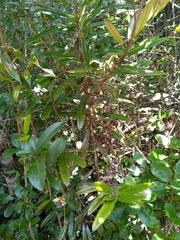 Agarista buxifolia