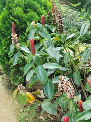 Costus woodsonii