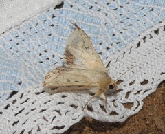 Helicoverpa punctigera