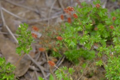 Acalypha radians