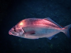 Latridopsis ciliaris