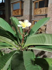 Plumeria