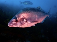 Latridopsis ciliaris