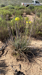 Bulbine abyssinica