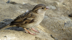 Passer domesticus