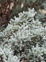 Santolina chamaecyparissus