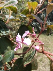 Dichaetanthera