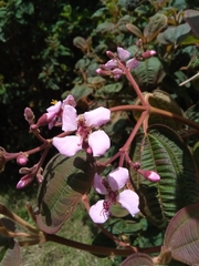 Dichaetanthera
