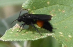 Dasymutilla nigripes