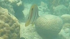Chelmon rostratus