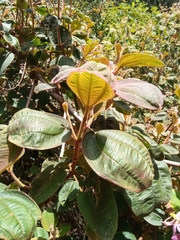 Dichaetanthera