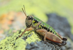 Cophopodisma pyrenaea