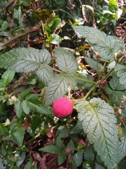 Rubus rosifolius