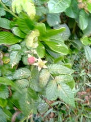 Rubus rosifolius