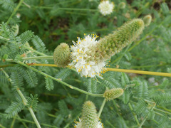 Dalea albiflora