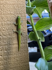 Phelsuma laticauda laticauda