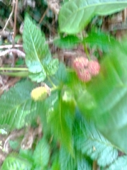 Rubus rosifolius