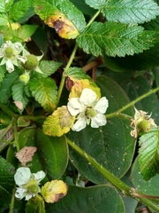 Rubus rosifolius