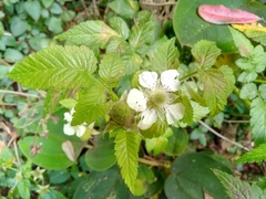 Rubus rosifolius