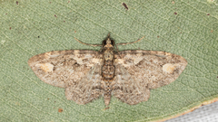 Pasiphilodes testulata