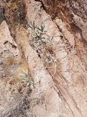 Eriodictyon tomentosum