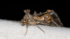 Chrysodeixis argentifera